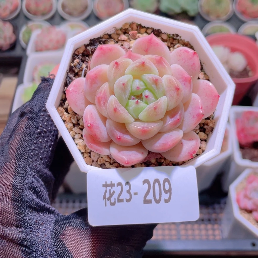 花利美23-209秘境冰魄