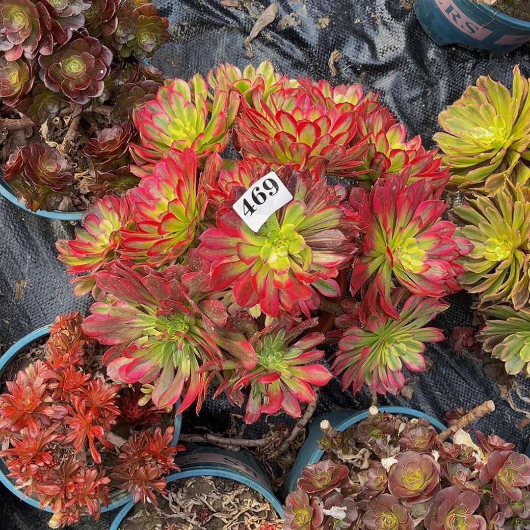 舞天姬法师多肉1-33