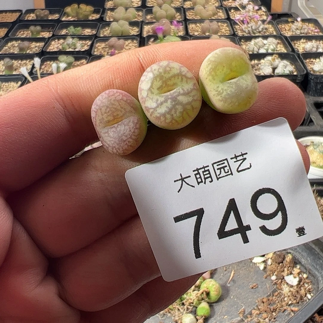 一物一拍。    749