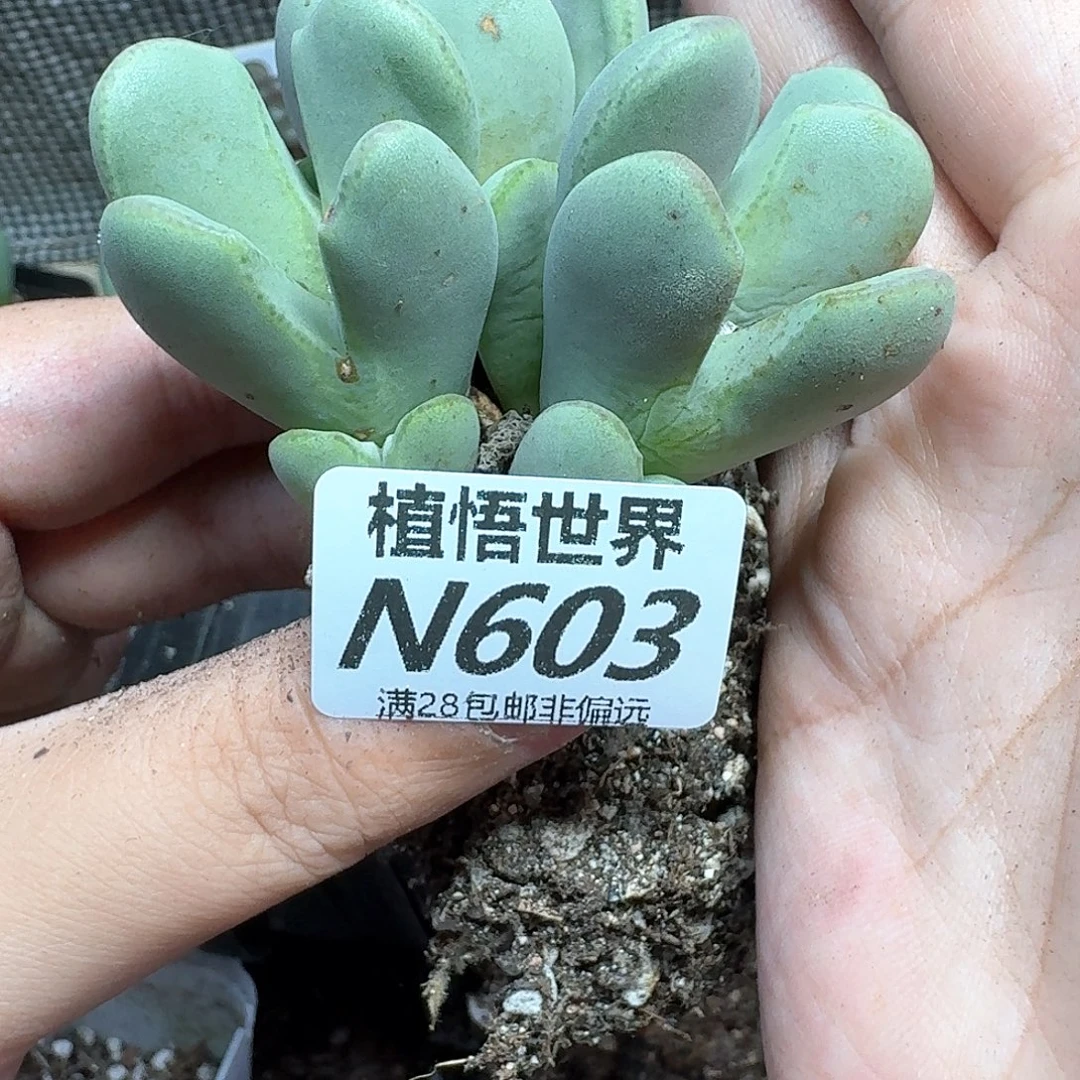 多肉植物的润泽fv