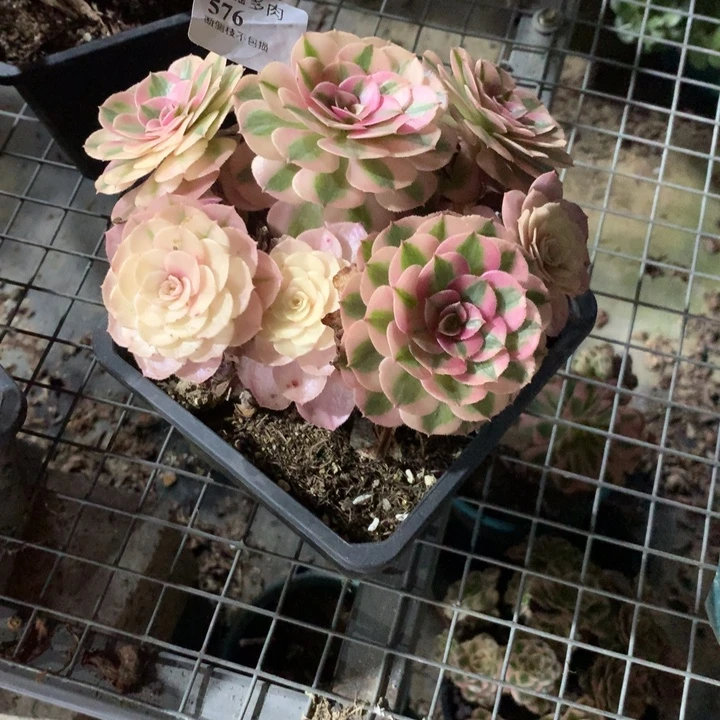 且***吟576倾城多肉植物特价