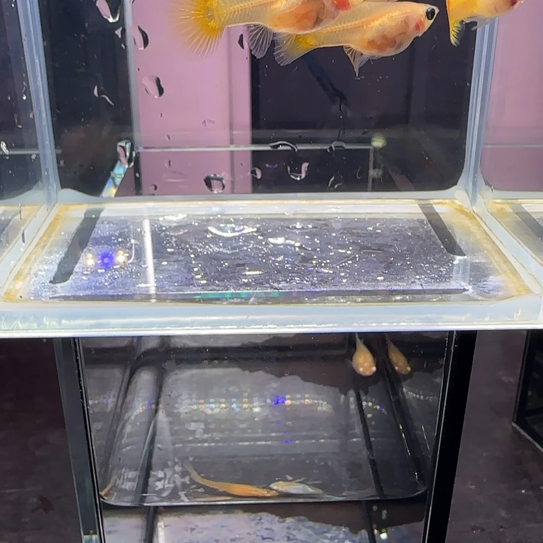 孔雀鱼短体黄金玻璃猫两对