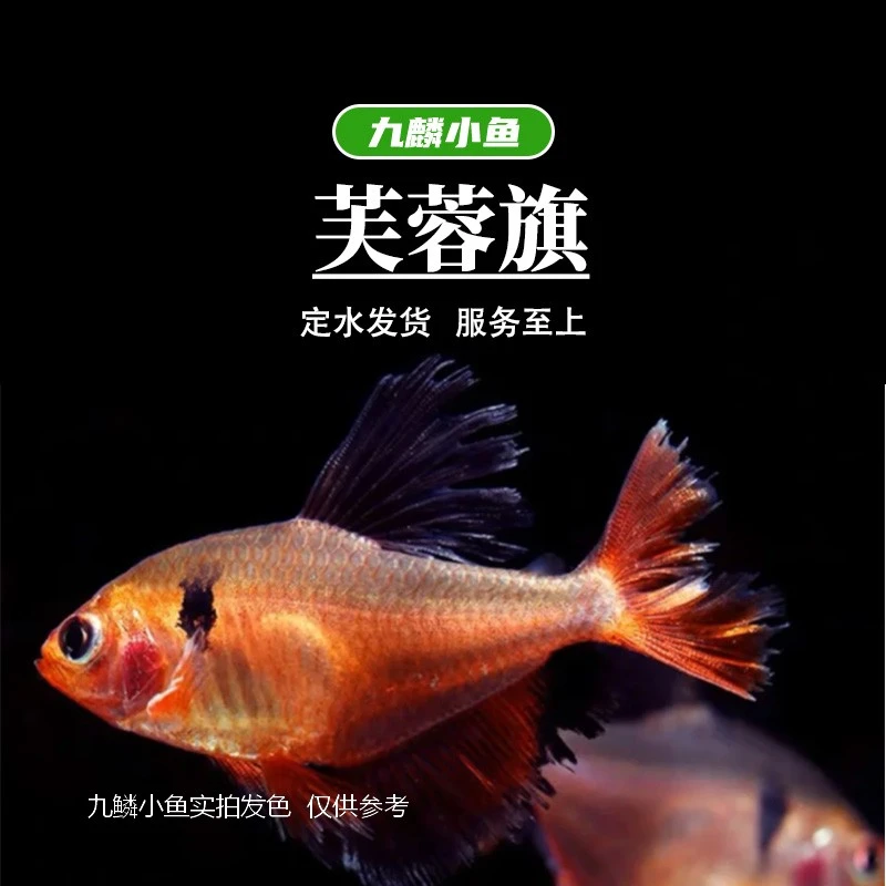 九鳞小鱼 【芙蓉旗】  小型观赏鱼热带鱼灯科鱼草缸