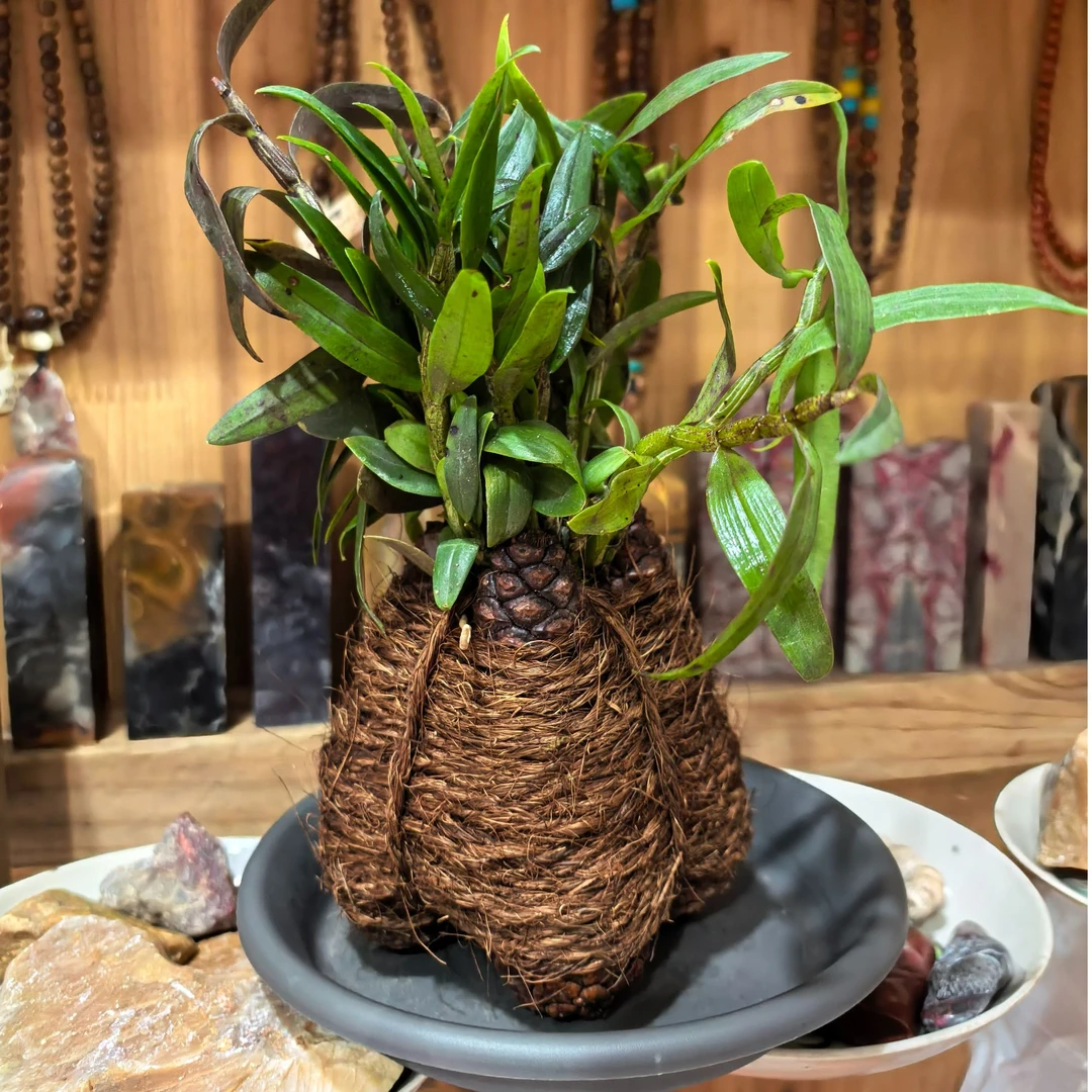 【石斛盆栽8-10株】长乐林场有机铁皮石斛专利盆栽8-10株耐养可食用