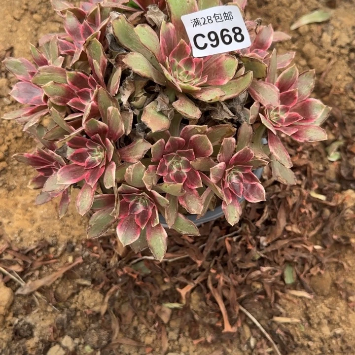 968 清棚处理不包断枝