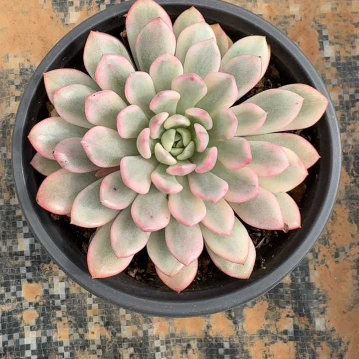 红宝石锦一物一拍