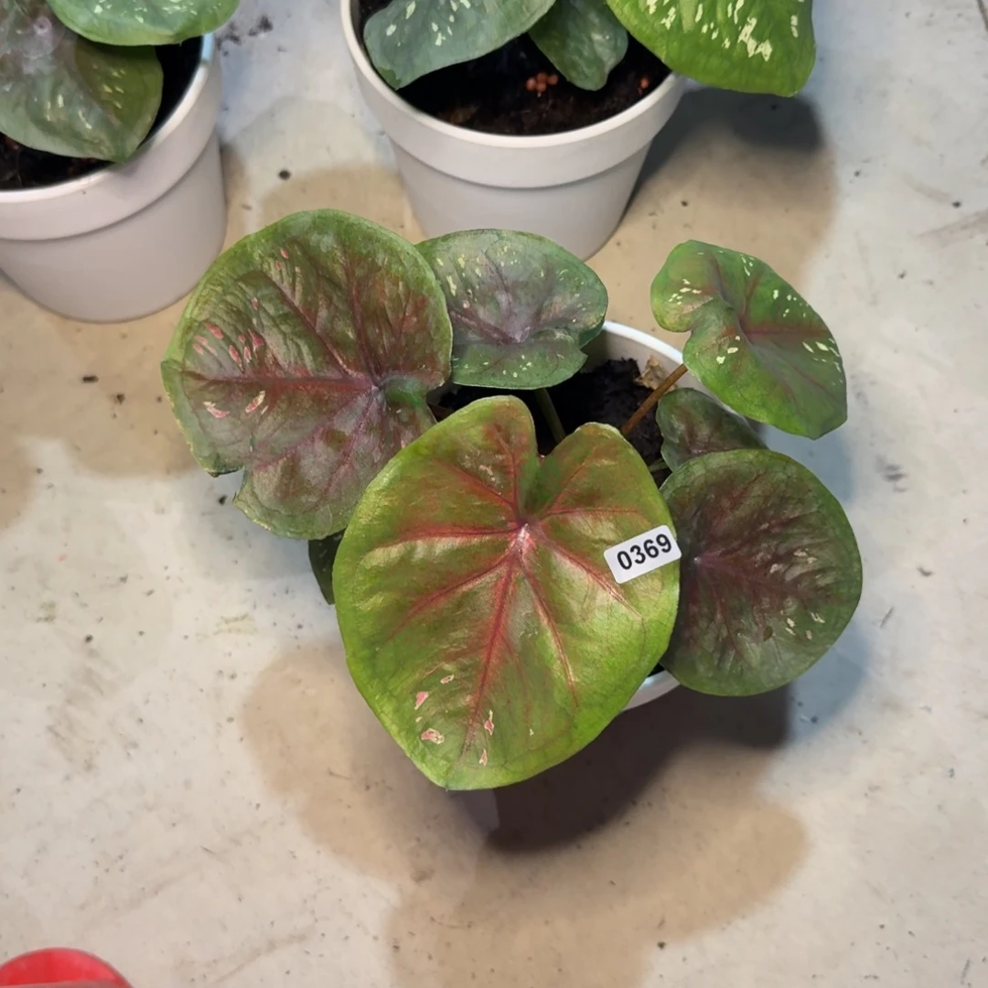 Z****无花朵海王   0369