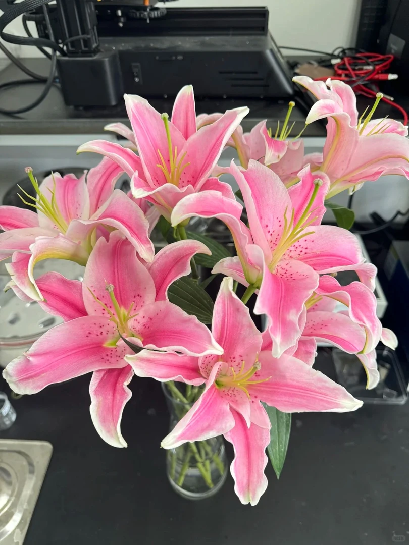 （曼曼）王炸浮力   百合10支    任意2单包邮