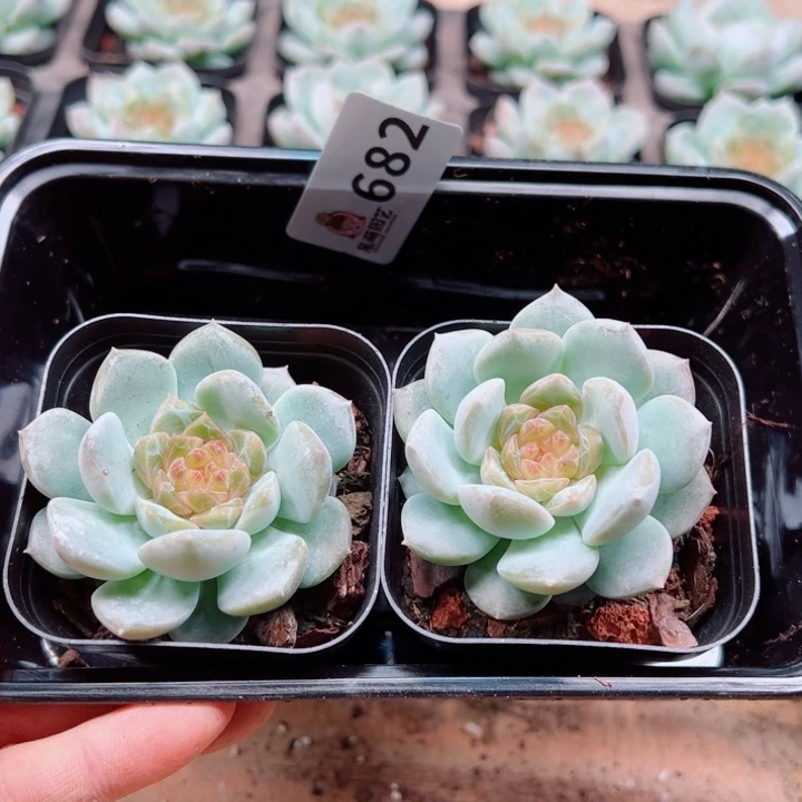 多肉植物多肉植物