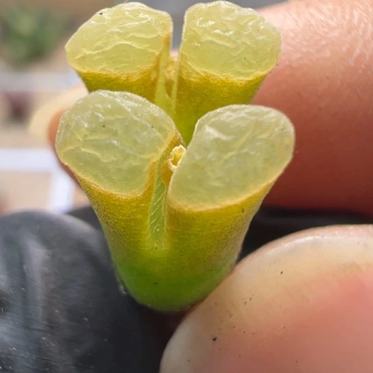 小尺寸磁铁一颗625。