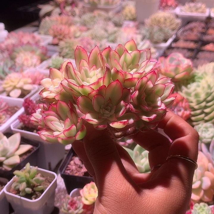 红花女王群生十二头覆轮锦