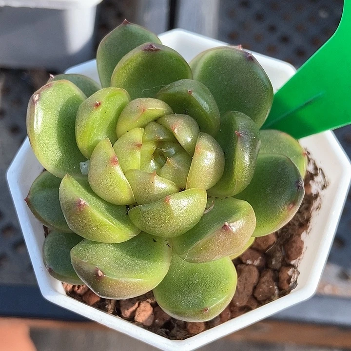 多肉植物莱拉珍妮2087