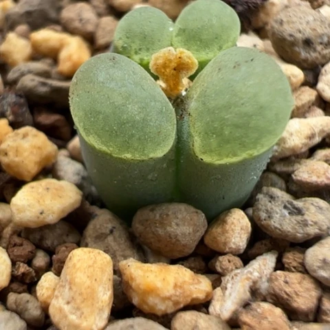 204 好看的肉肉冲冲冲冲冲冲冲