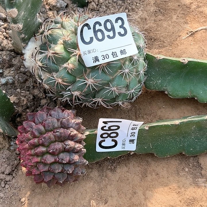 ソ**。861 仙人球 仙人球