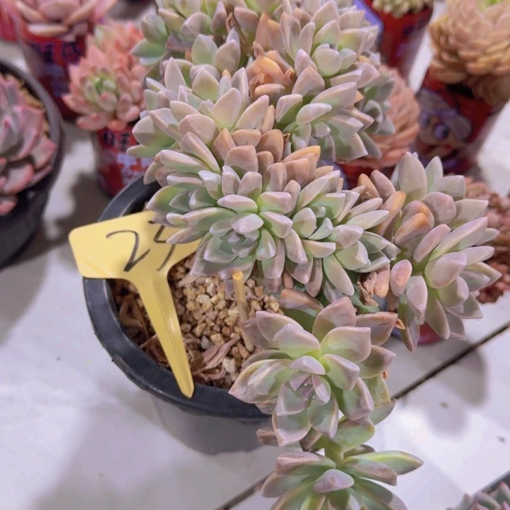 健健康康平平安安