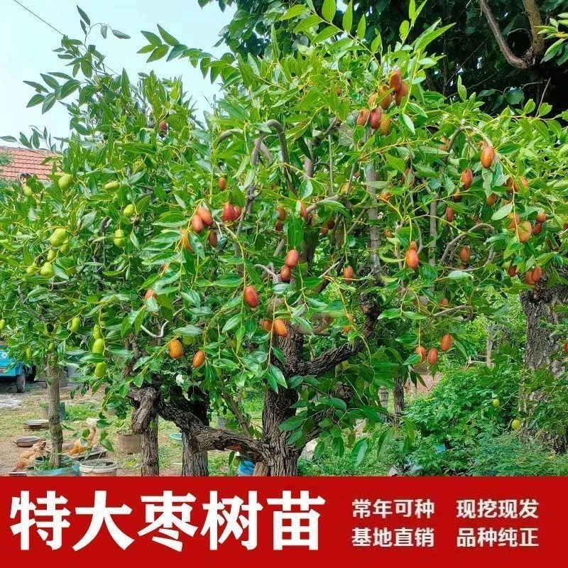 特大冰糖枣 脆枣 蟠枣   树苗冬枣 盆栽地栽