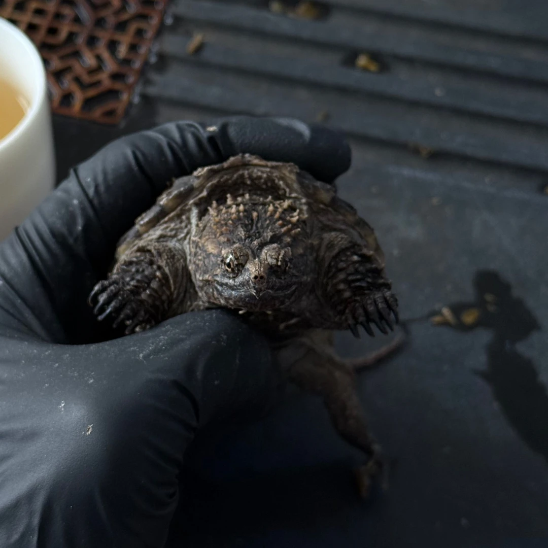 直播精选佛罗里达水族宠物