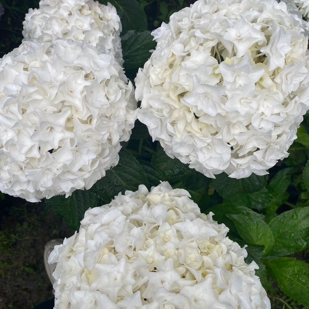 《安妮公主》耐寒耐热可地栽多年开花绣球花苗适合阳台庭院栽种