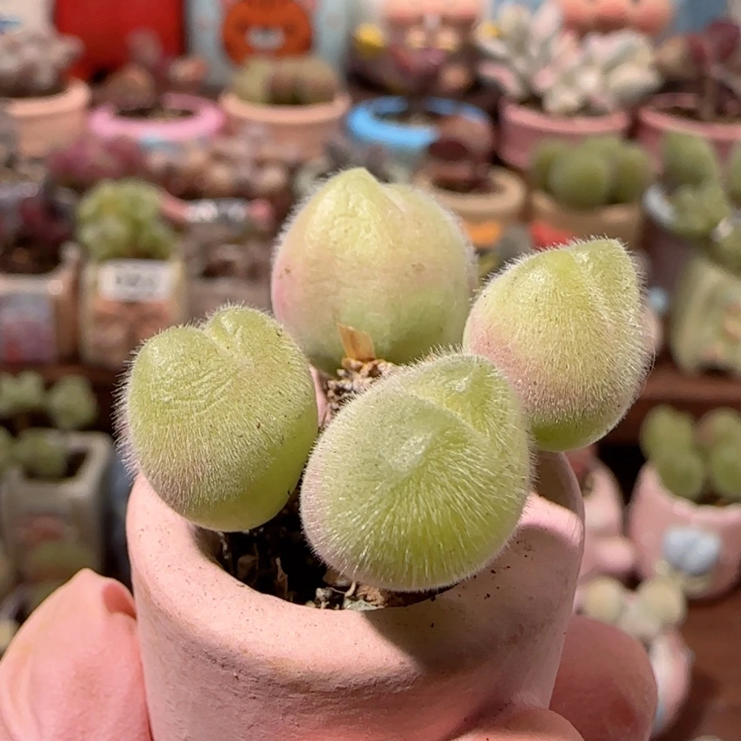 T可爱的毛翠盆口2cm