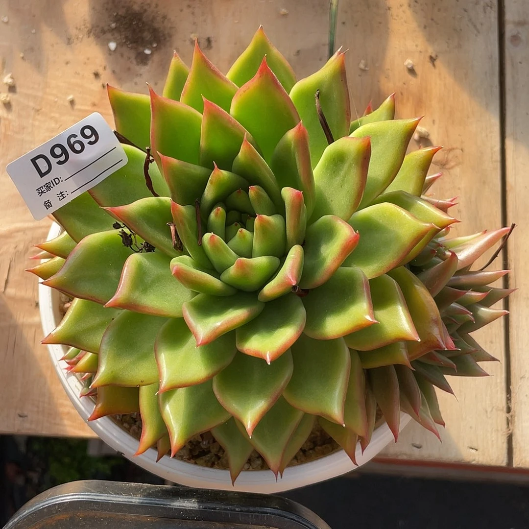 若如东云单拍D969