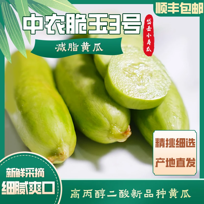 山东现摘中农脆玉3号水果黄瓜拇指黄瓜皮薄脆嫩清甜爽口