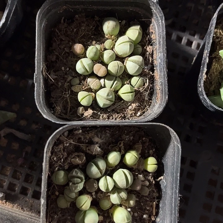 精灵玉一颗带盆土发