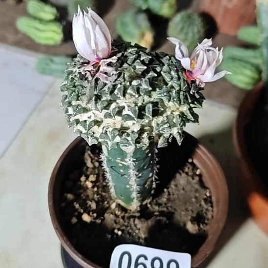 双头姬牡丹秀普苗接福699