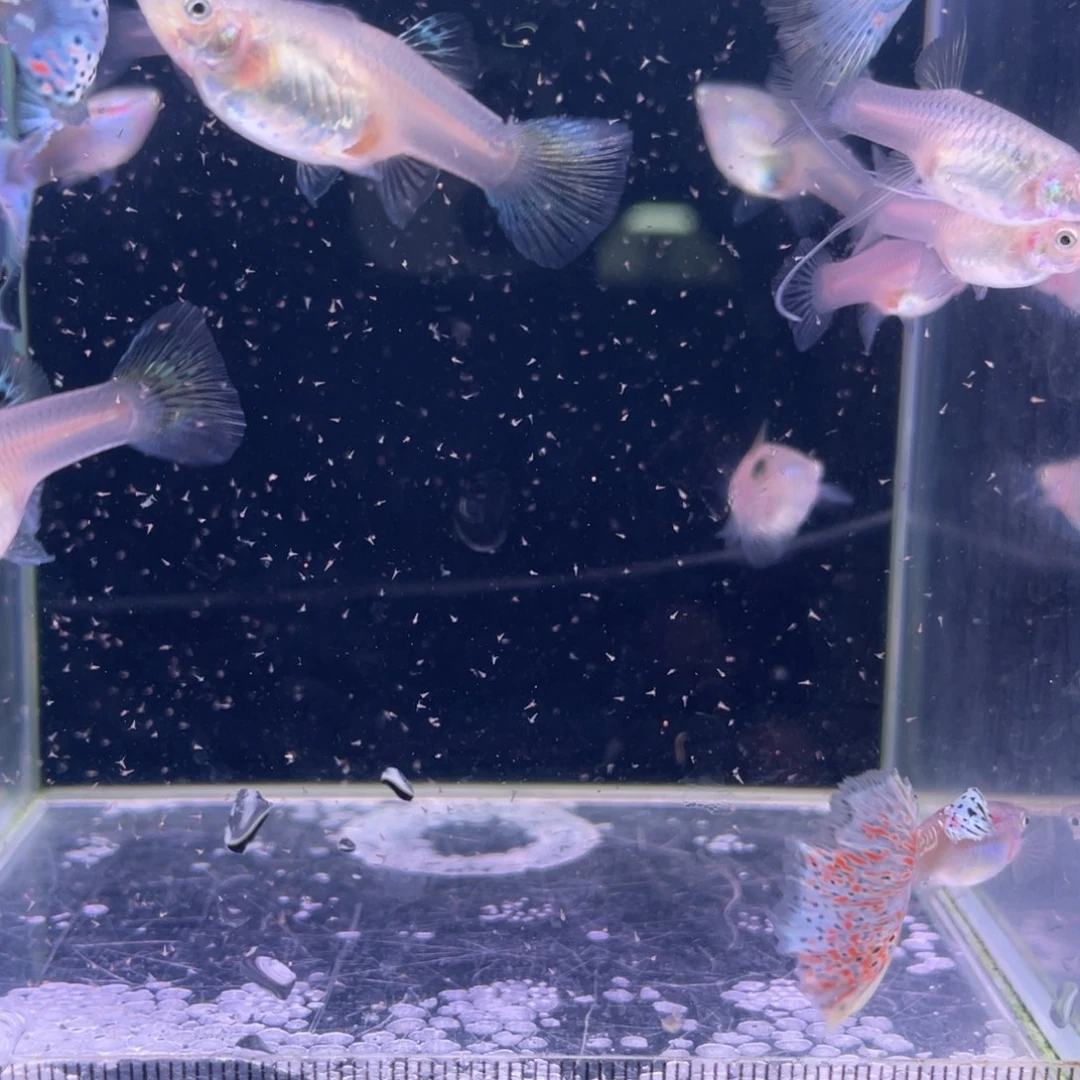 孔雀鱼红草12条原缸发货
