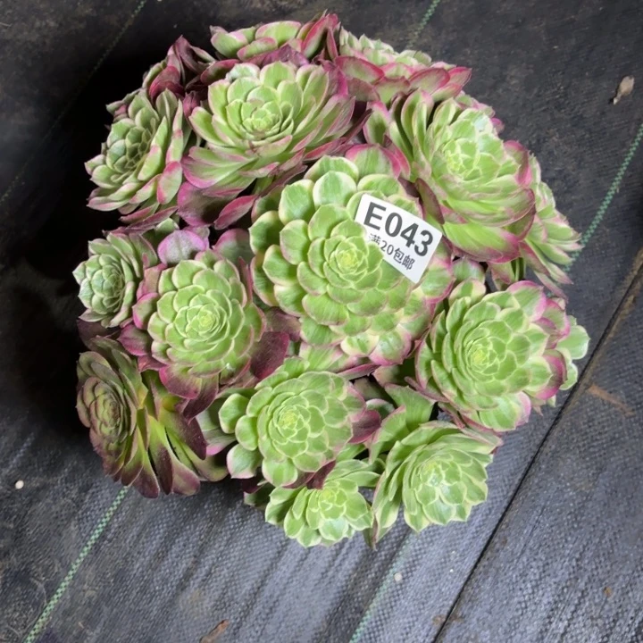 瑞妈一物一拍043