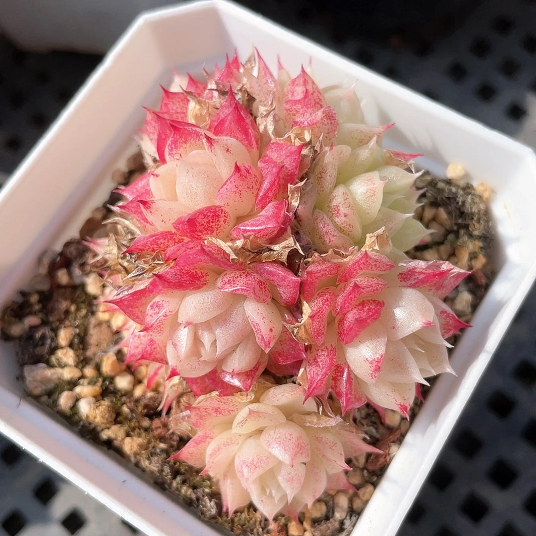 优选麦秆福利9013