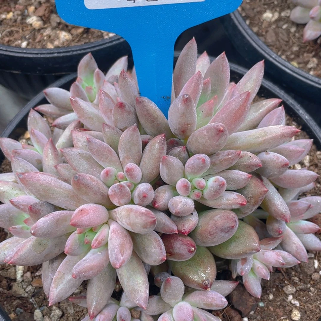 0615-14-大群羽毛体虞美人一颗