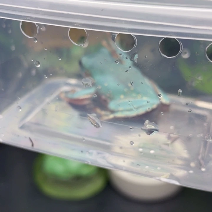 。***鹿老爷树蛙13号加热包