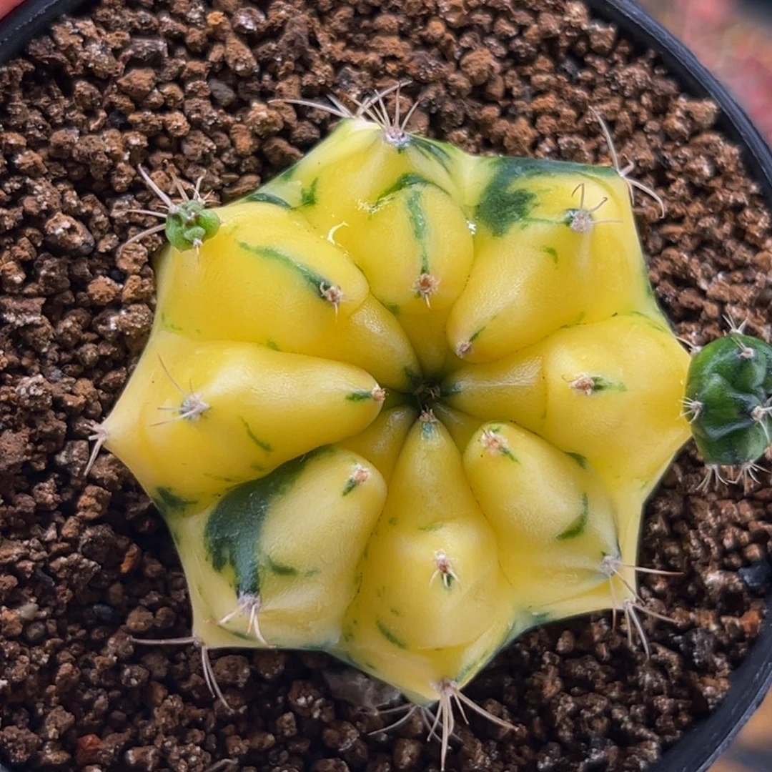 柠檬黄 米哈仙人球