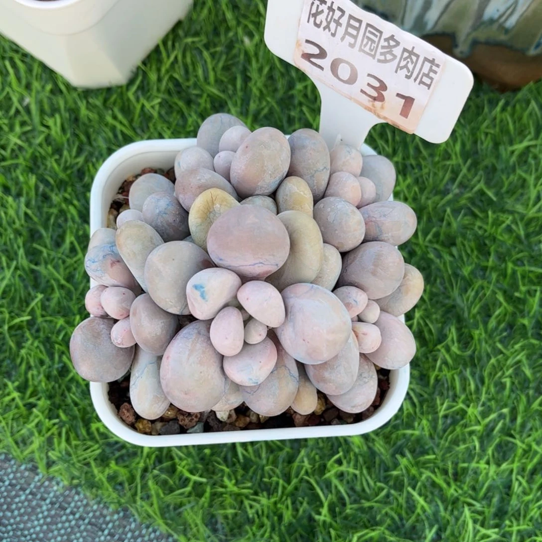 多肉植物2031xi的奶酪