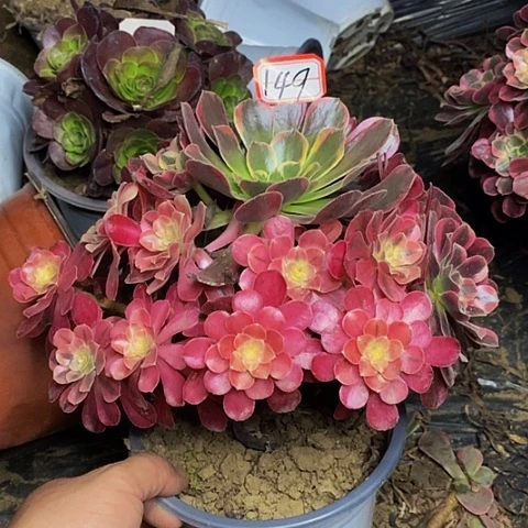 凤冠优选老桩捧花149号