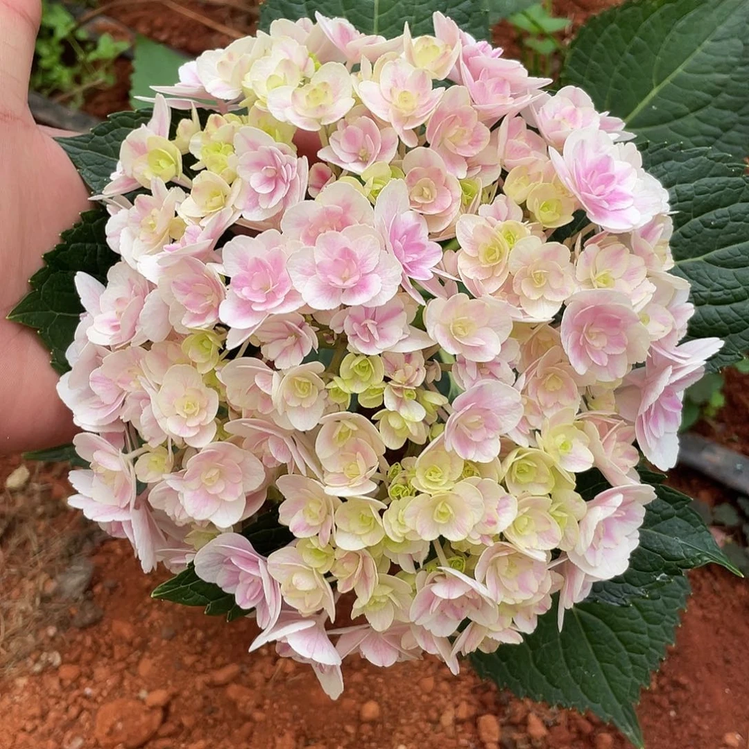 绣球切花一物一拍3枝包邮，10