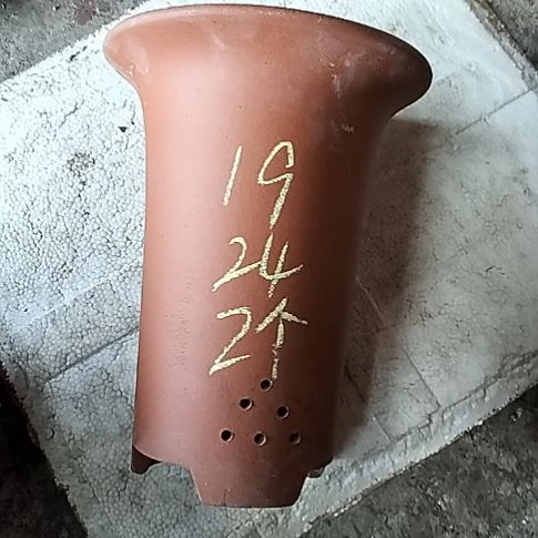 大红兰花两个花盆