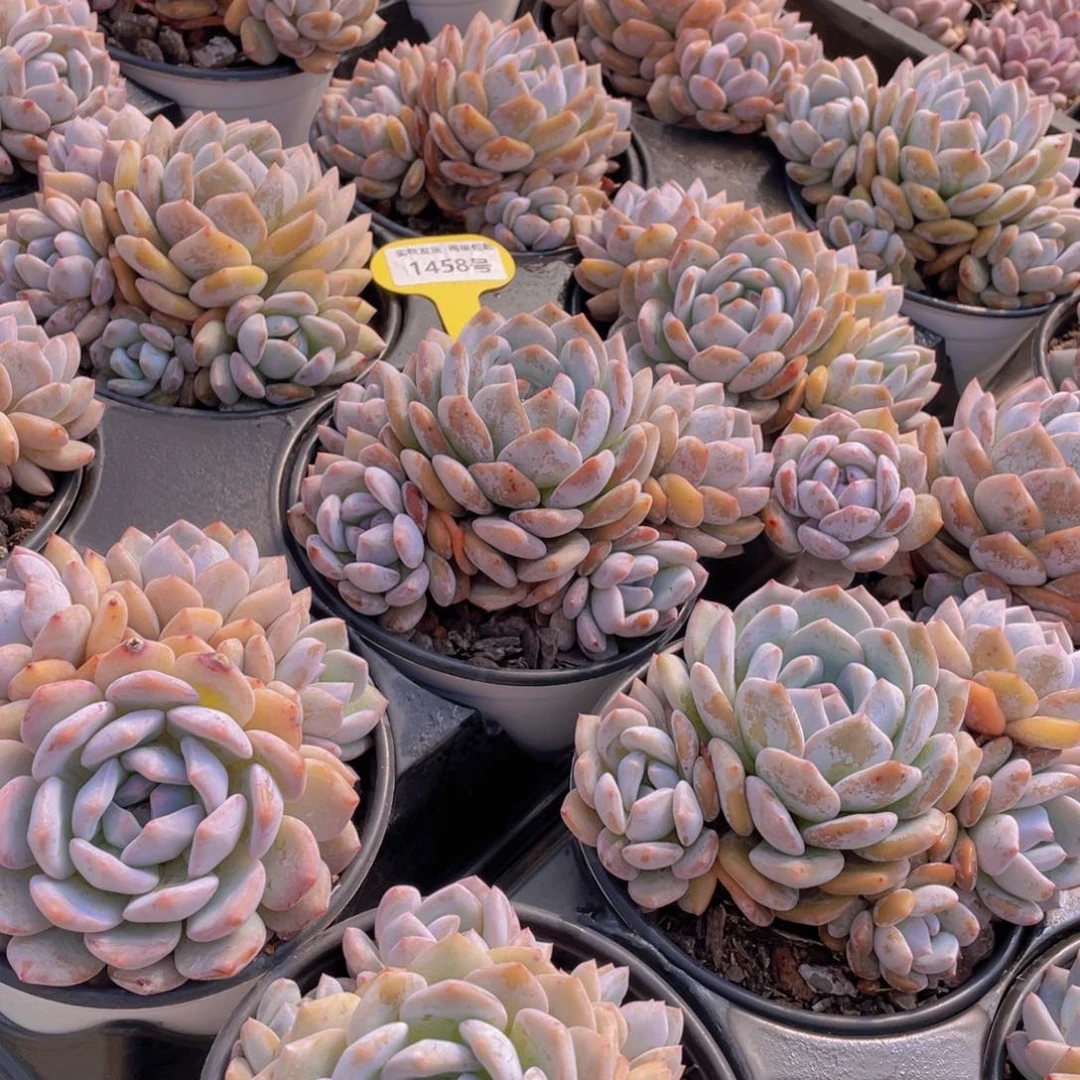 1458号 韩版橙梦露母本大群生四头起一个