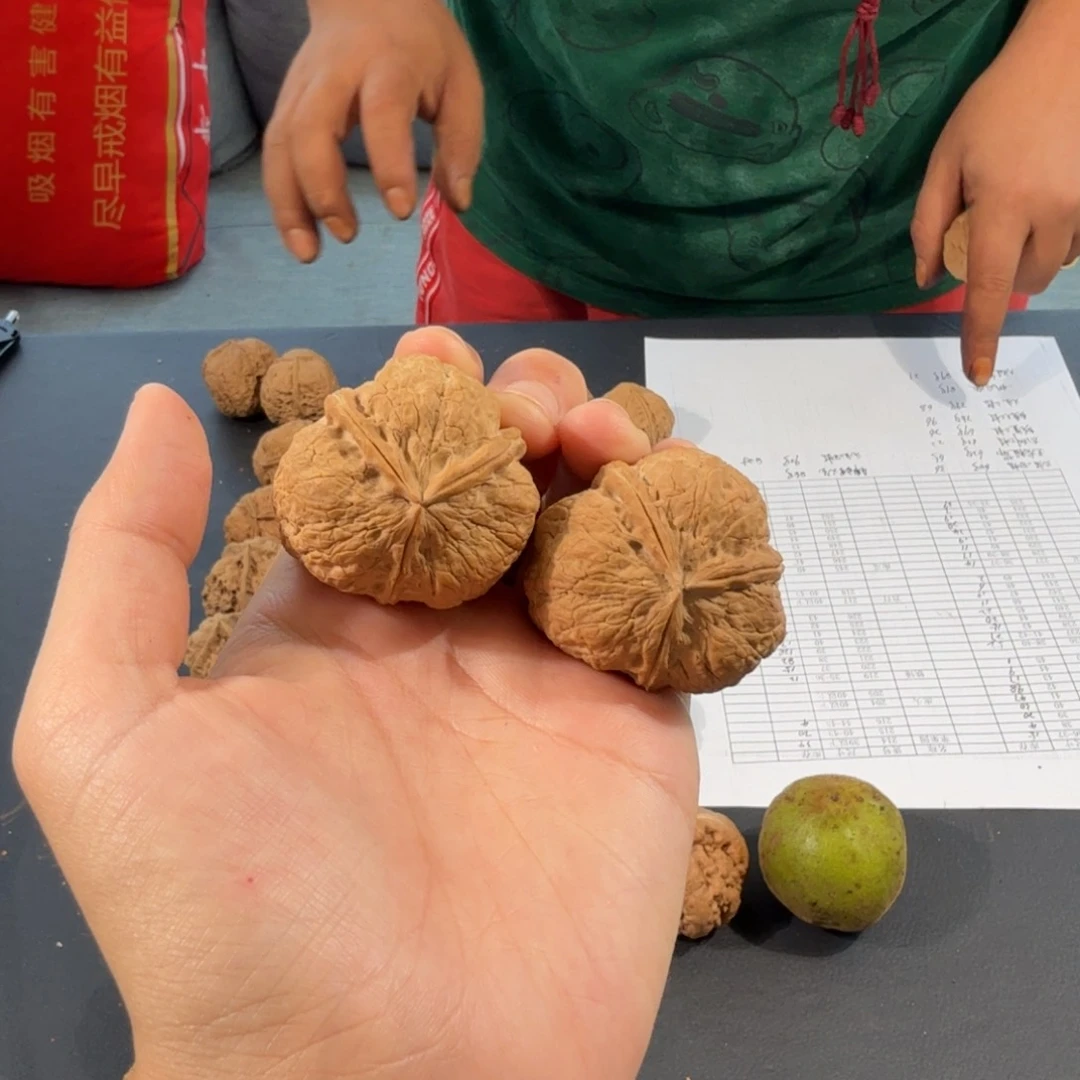 文玩核桃把件75号蟾王三棱