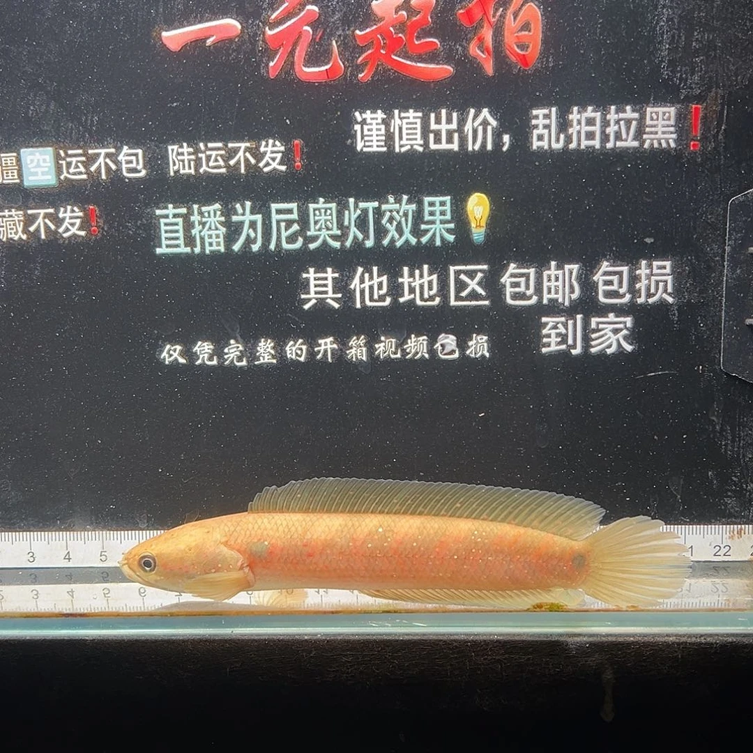 雷龙鱼七星雷龙七星雷龙