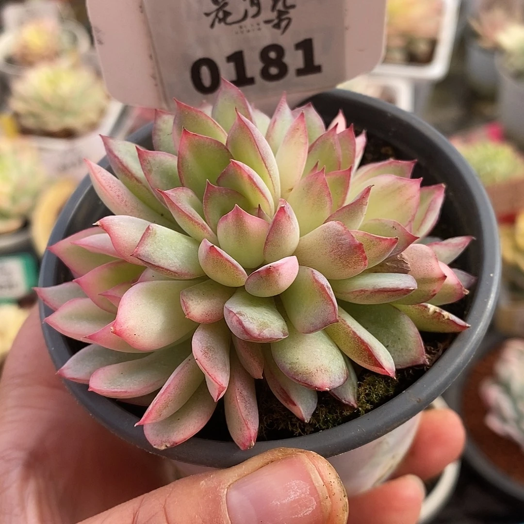 181朵朵缀化雨燕座哈哈哈