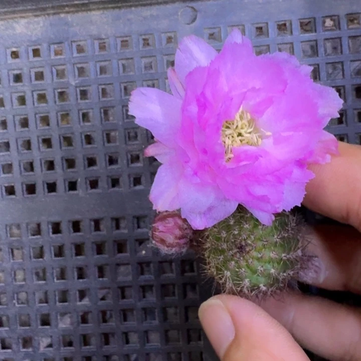 5白檀华丽粉2个无根侧牙小，20包邮