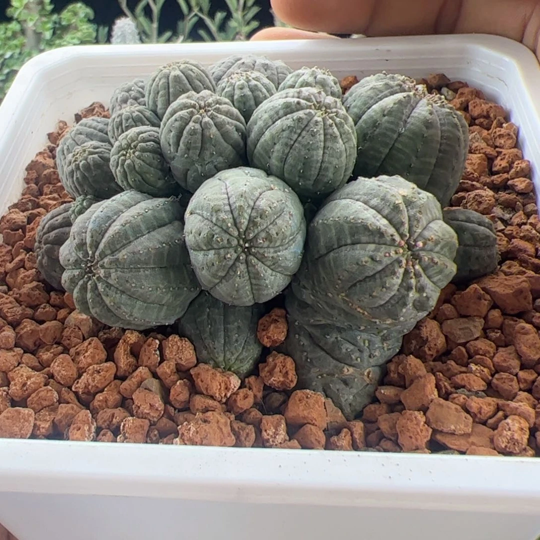布纹球群生一物一拍默认脱土发