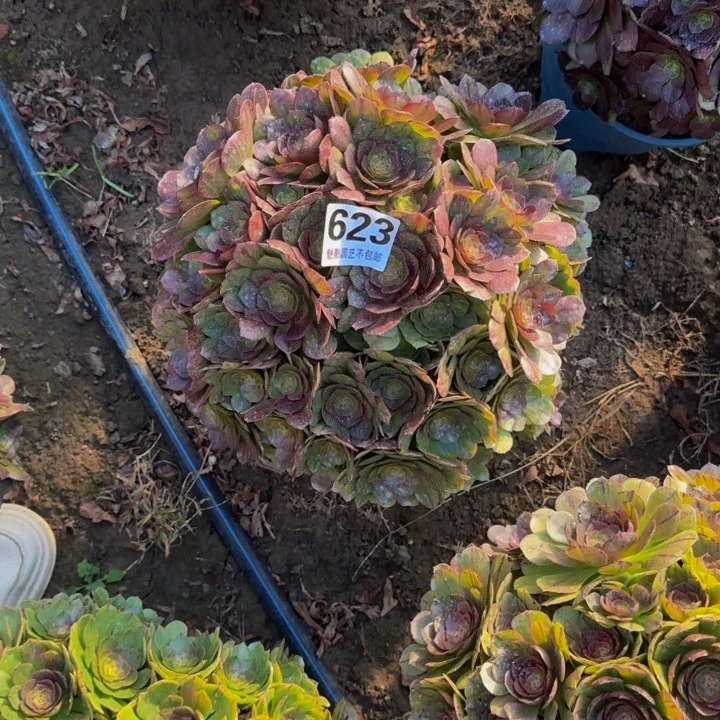 黑魔花29-23包邮花花