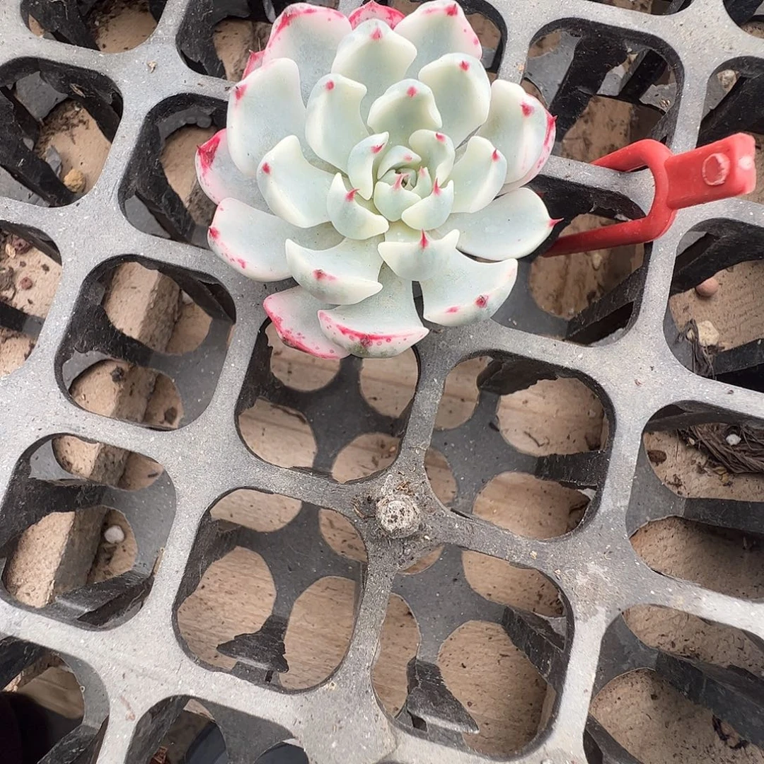 ᗦ***宗多肉植物多肉植物