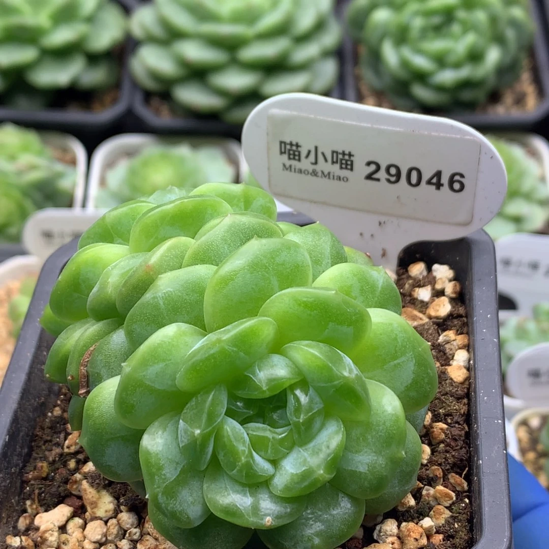 多肉植物杂交珍妮