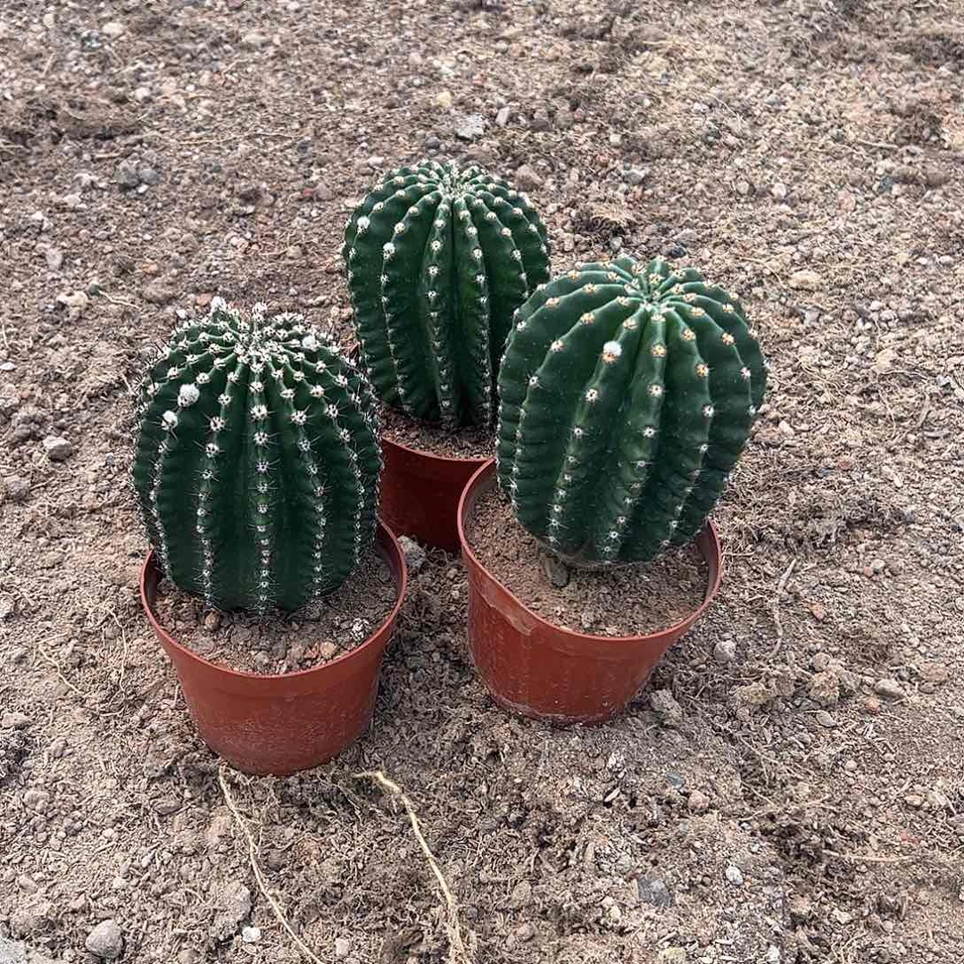 无花朵回**笑实生黑金刚3颗4578