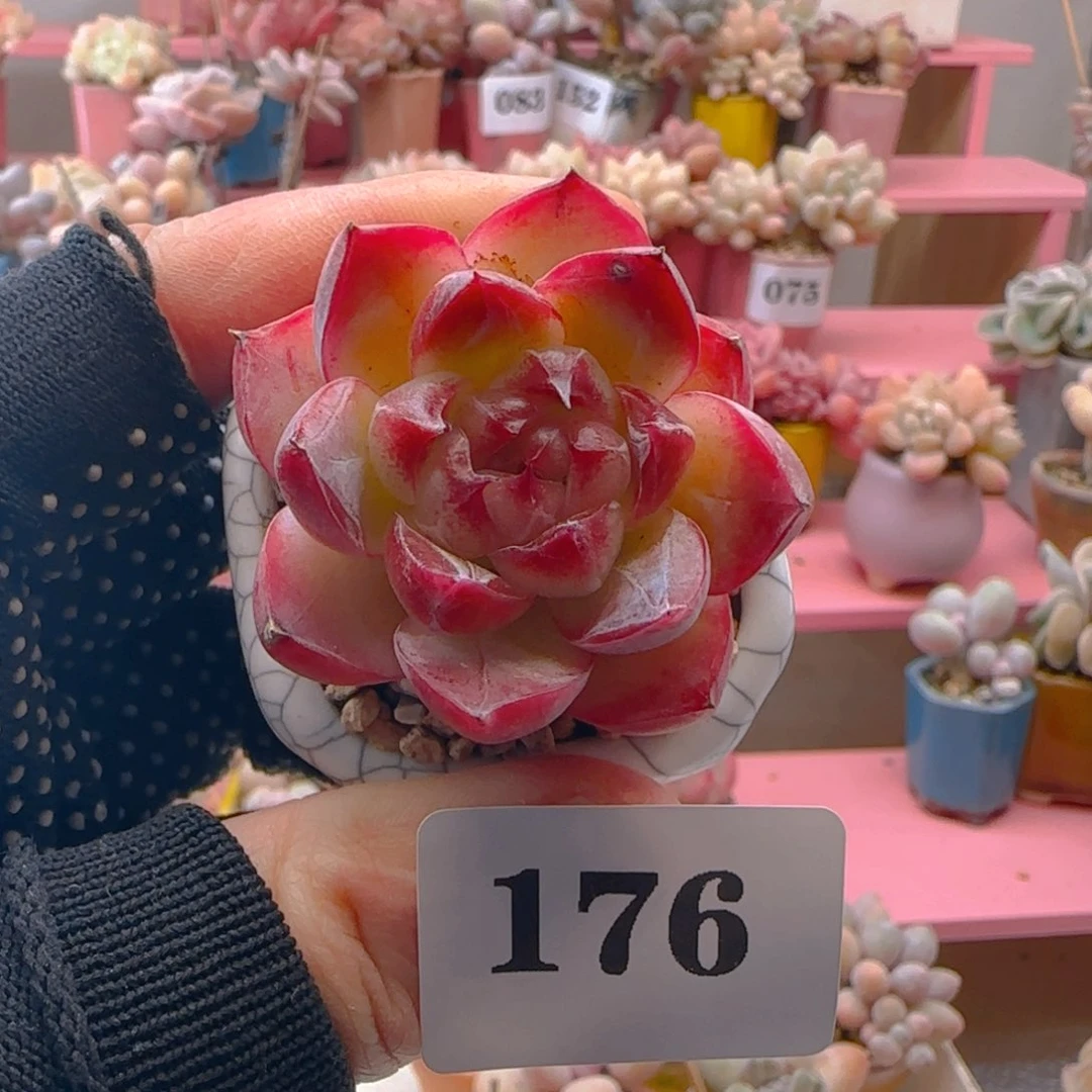 珍妮176 ，带盆土发货，满38包邮非偏远。