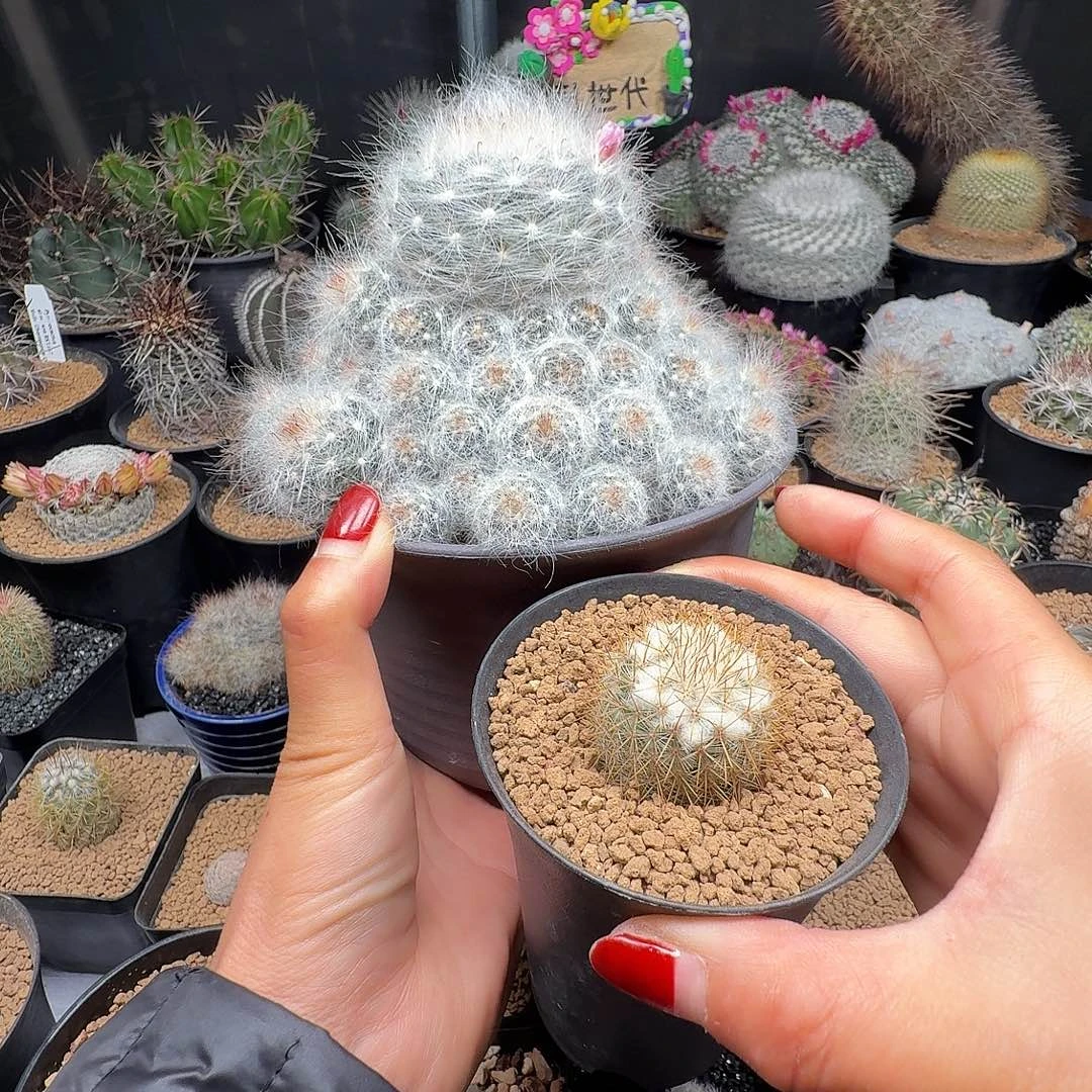 木***茵实生仙人球两颗脱土发货