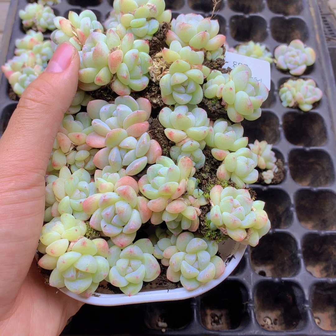 我要去看你了啊我的天063